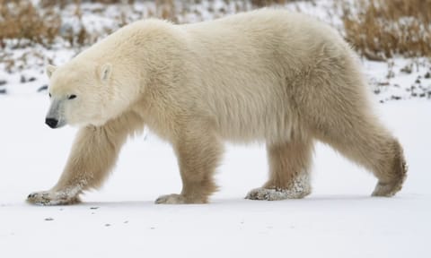 Polar bear