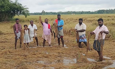 Farmers exhibit drenched and rotted crop in Nagapattinam (file picture) 