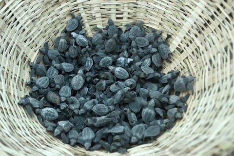 Olive Ridley turtles