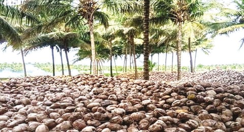 Unexported coconuts at a farm in Pollachi