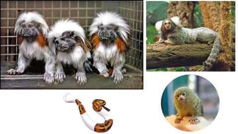 Exotic pets found in Chennai