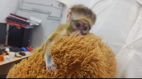 Customs seize rare species of wild animals at Chennai airport