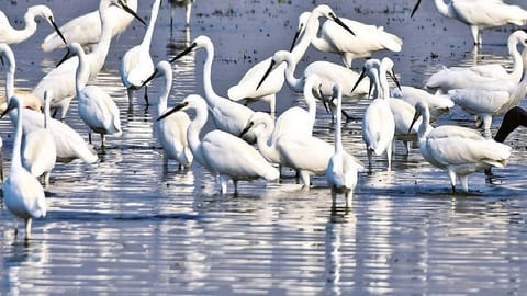 Pallikaranai marshland