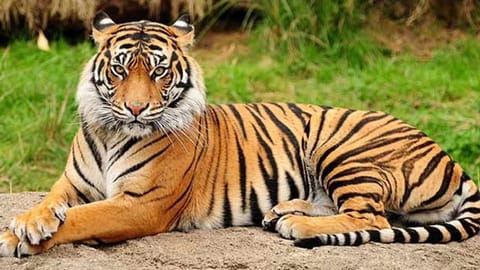 Putting tigers back in the woods