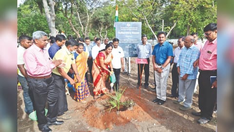 TNAU Vice-Chancellor V Geethalakshmi watering a sapling at Freedom Garden in Coimbatore on Monday.
