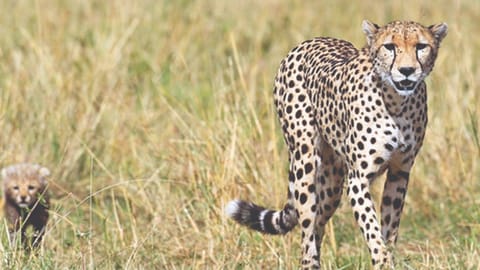Eight officials and experts will oversee the cheetahs during the mission.