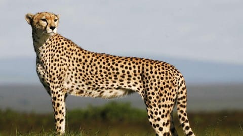India will have an estimated 21 cheetahs in the wild once the reintroduction takes place successfully.