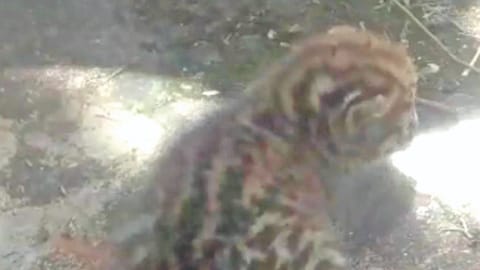One of the two leopard cubs
spotted at a tea estate in The
Nilgiris on Thursday