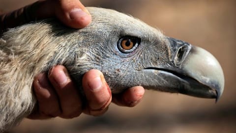 Griffon vulture