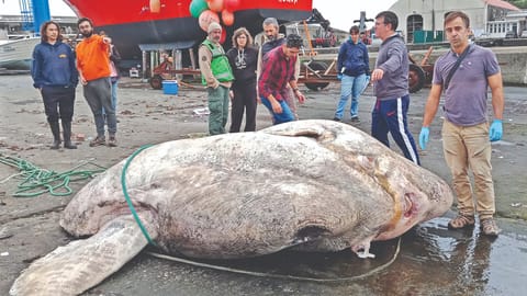 Colossal fish