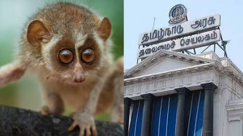 Slender Loris, Tamil Nadu Secretariat