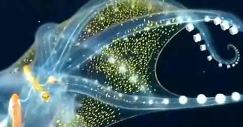 Viral video: Glass octopus takes internet by storm