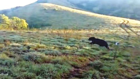 Trapped sloth bear getting released into wild in Nilgiris