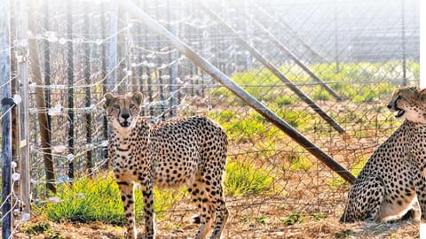 African cheetahs