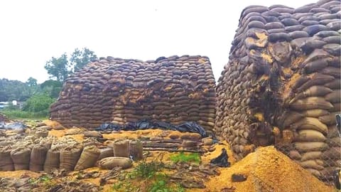 Damaged kuruvai crops