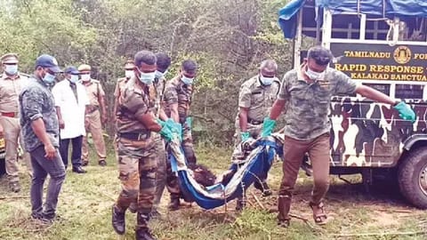 The forest personnel carrying the sloth bear's carcass
