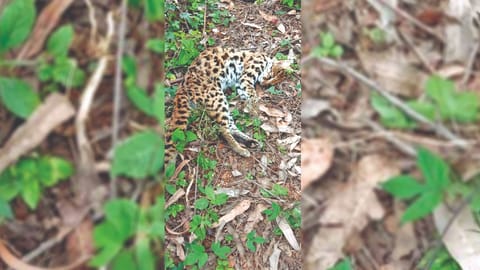 The dead leopard cat in
Valparai range on Wednesday