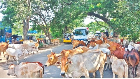 Cattle herd seen on Tiruvallur-Uthukpttai highway