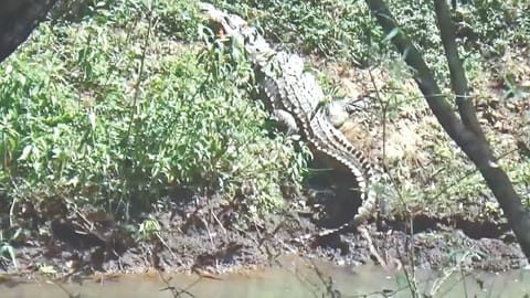 Crocodiles sighted in Moyar; tourists warned