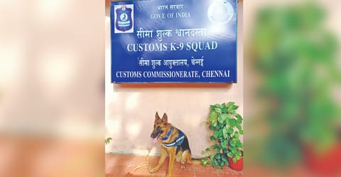 Sniffer dog