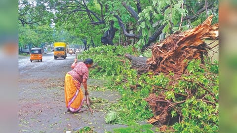 Some of the trees that got
uprooted due to heavy winds
in Anna Nagar on Friday night