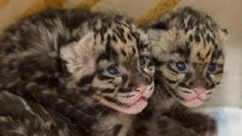 Two leopards cub spotted in Asola Sanctuary