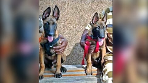 Sniffer dogs