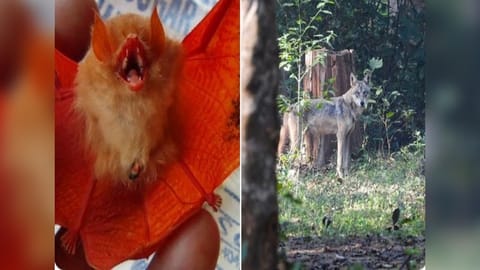 Orange Bat (L) and Indian Wolf (R)