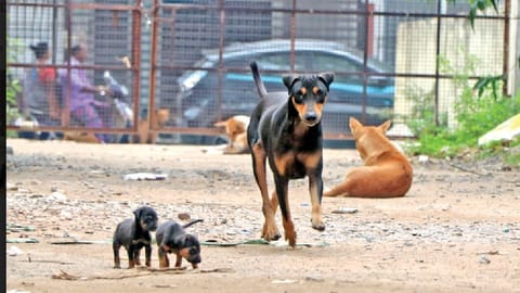 Citizen Connect: Choolai residents seek steps to end stray menace