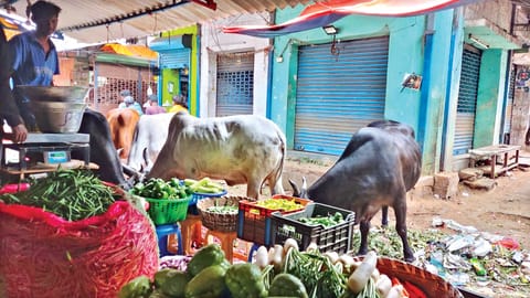 Visuals from Koyambedu Market