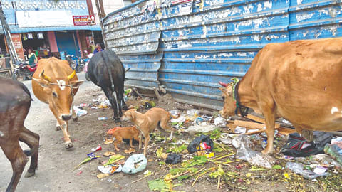 Cattle, dogs rummage through garbage dumped on a road in Chromepet