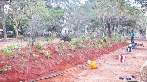 Saplings plantation drive