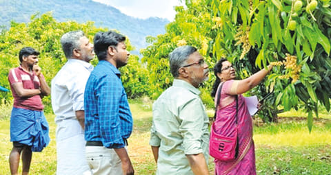 Mango farmers being explained the importance of pest control management in Periyakulam, Theni district, on Wednesday