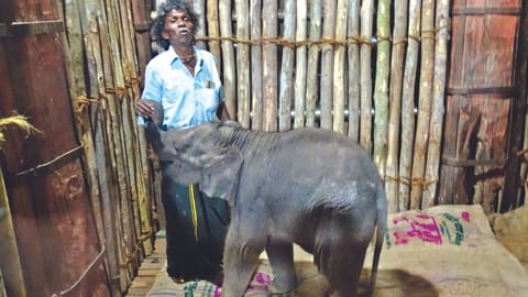Bomman with the elephant calf in MTR