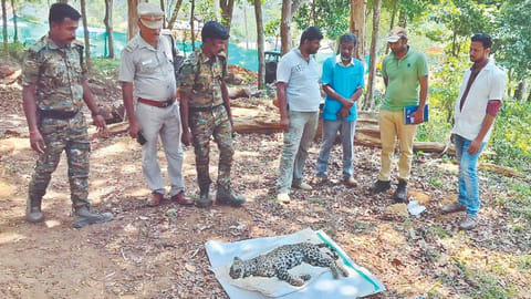 Leopard carcass taken out of well