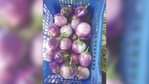 Andarkulam brinjal
