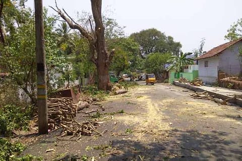 Trees were pruned on the relaid Ettimadai railway station road in Coimbatore