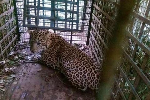 leopard