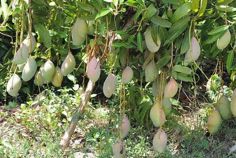 Hope ‘blooms’ for bumper mango crop in Krishnagiri