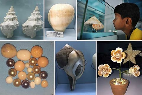 40,000 shell varieties collected by one man converted into museum