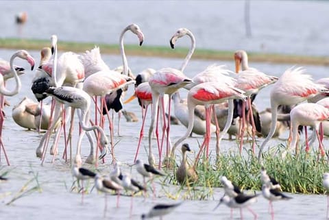 Flamingos