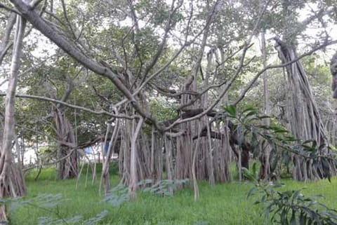 A garden that stands tall in a concrete jungle