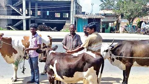 Fit certificate a must: Bengal govt issues new guidelines for animal slaughter