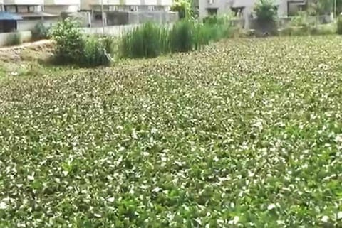 The poorly maintained canal with water hyacinth between Kovilambakkam and Pallikaranai
