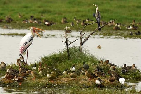 Several bird islands to come up on Villivakkam lake