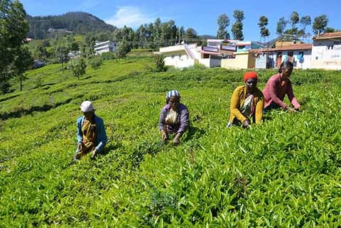 The lush green tea gardens in The Nilgiris