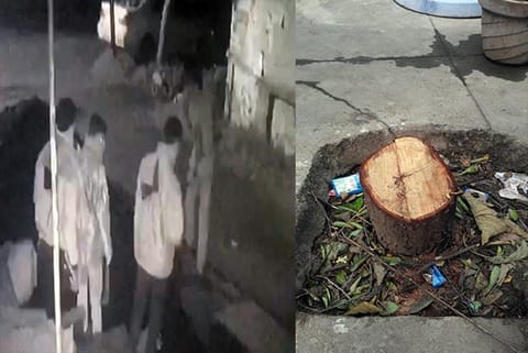 The images of the armed smugglers captured on a CCTV camera on Friday; (right) and the chopped sandalwood tree