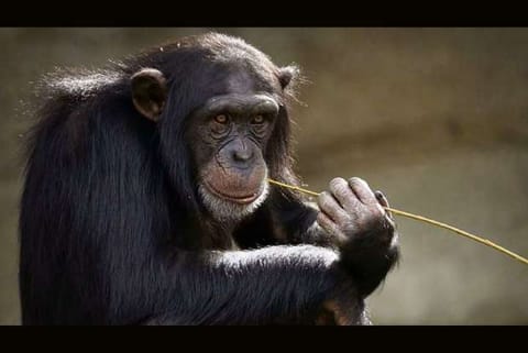 Chimpanzees seen dancing like human conga-line for 1st time