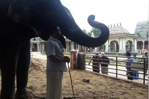A temple elephant - File picture