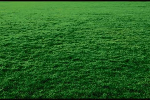 Women who live near green space less likely to be obese